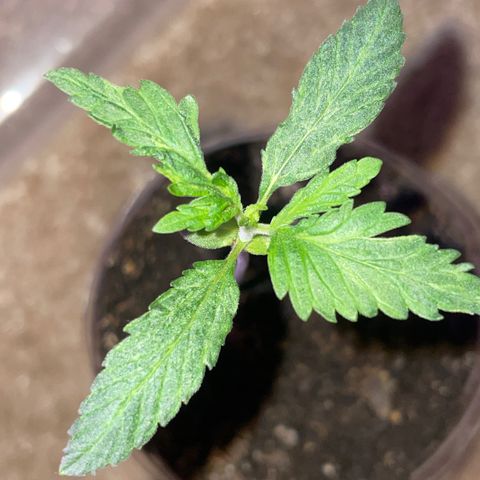 First Born growlog timeline photo