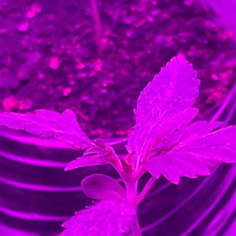 First Born growlog timeline photo