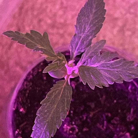 First Born growlog timeline photo