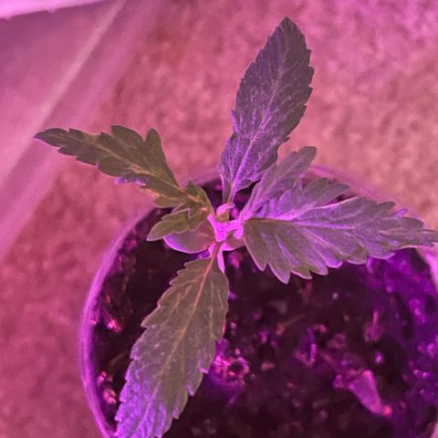 First Born growlog timeline photo