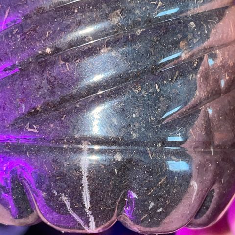 First Born growlog timeline photo