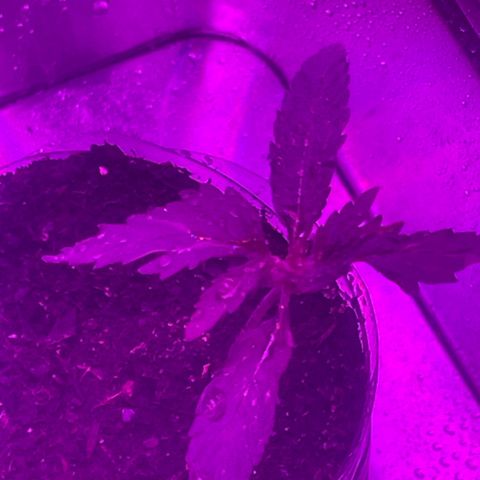 First Born growlog timeline photo