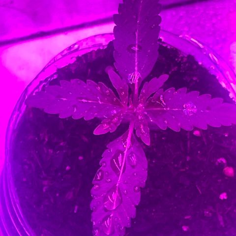 First Born growlog timeline photo