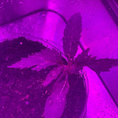 First Born growlog timeline photo