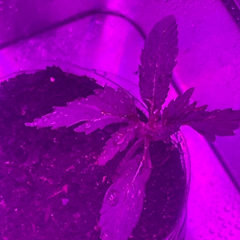 First Born growlog timeline photo