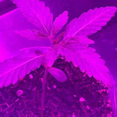 First Born growlog timeline photo