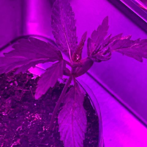 First Born growlog timeline photo