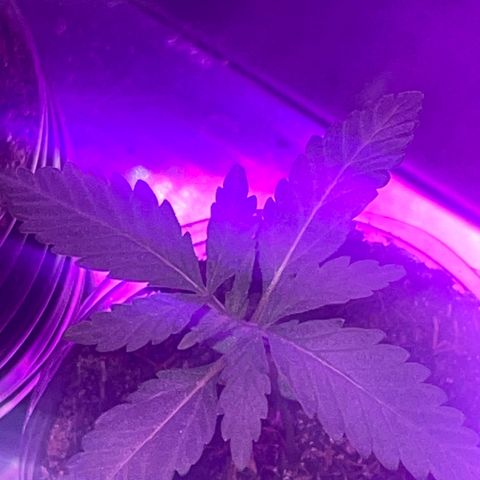 First Born growlog timeline photo