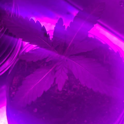 First Born growlog timeline photo