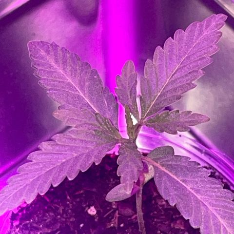 First Born growlog timeline photo