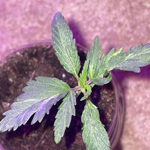 First Born growlog timeline photo