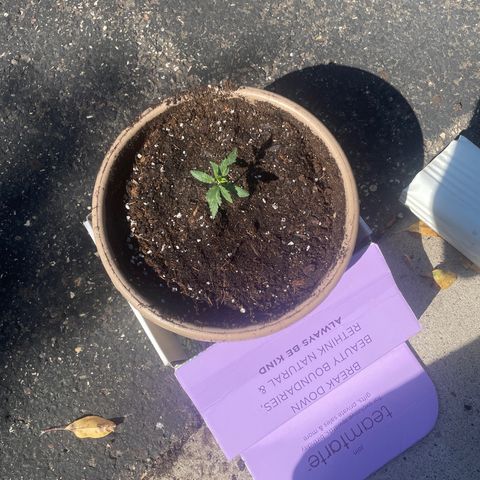 First Born growlog timeline photo
