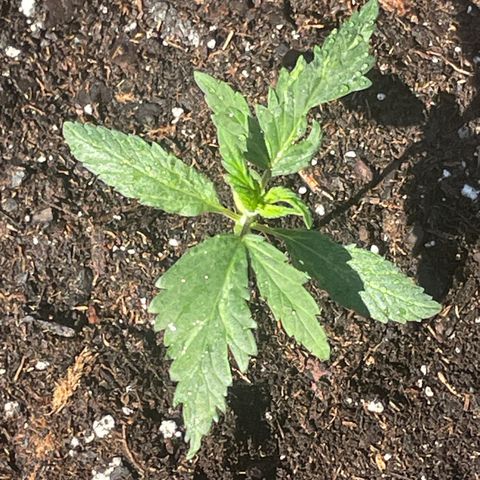 First Born growlog timeline photo