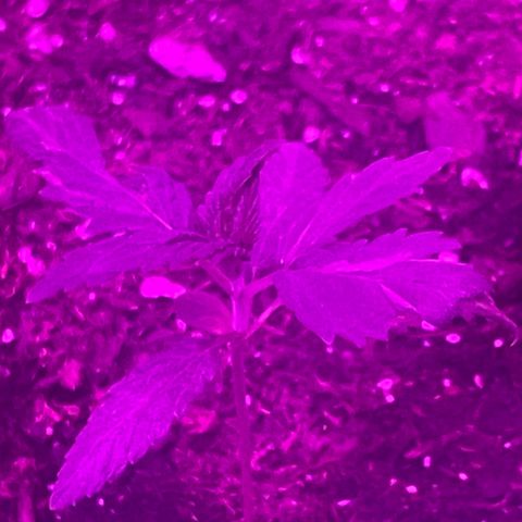 First Born growlog timeline photo
