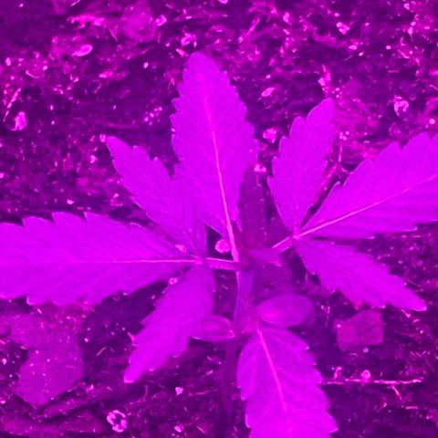 First Born growlog timeline photo
