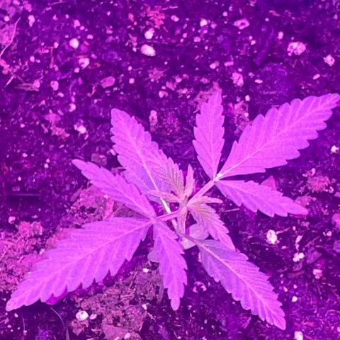 First Born growlog timeline photo