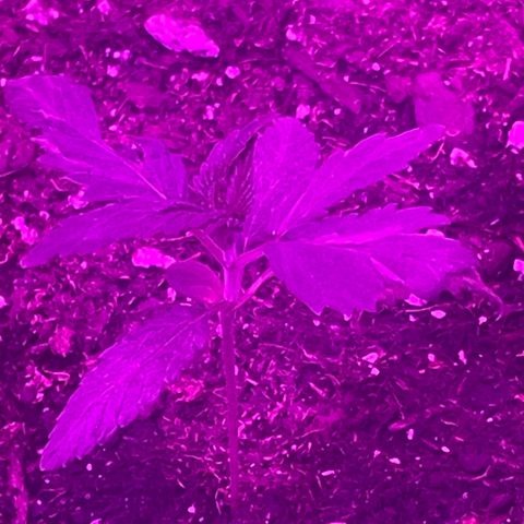 First Born growlog timeline photo