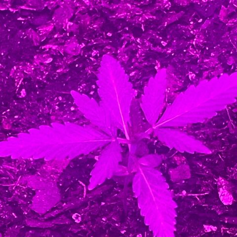 First Born growlog timeline photo