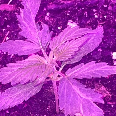 First Born growlog timeline photo