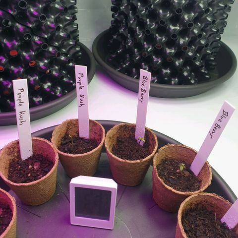 Purple Kush growlog timeline photo