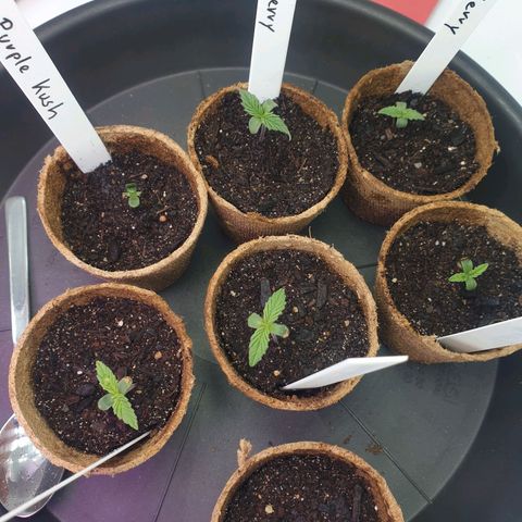 Purple Kush growlog photo: Jetzt sind sie alle da :-)
