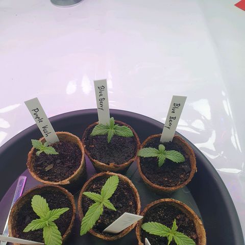 Purple Kush growlog timeline photo
