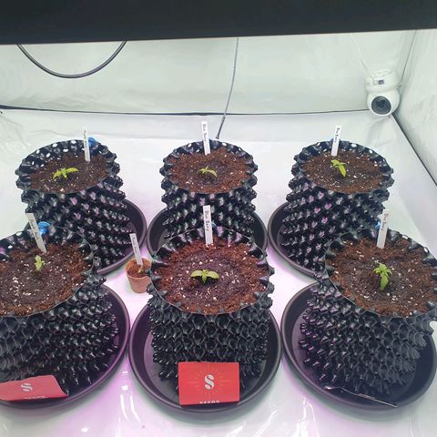Purple Kush growlog timeline photo