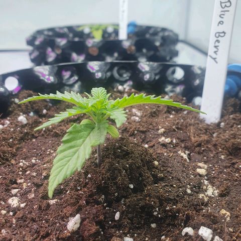 Purple Kush growlog photo: Das umtopfen gut überstanden und wieder voll auf Kurs ;-)