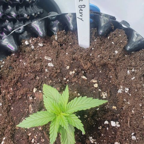 Purple Kush growlog photo: Das umtopfen gut überstanden und wieder voll auf Kurs ;-)