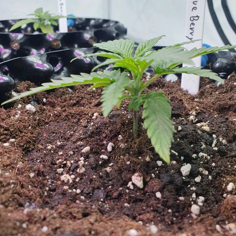 Purple Kush growlog timeline photo