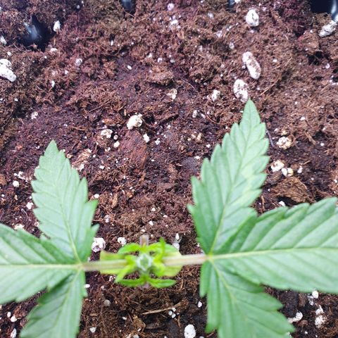 Purple Kush growlog timeline photo