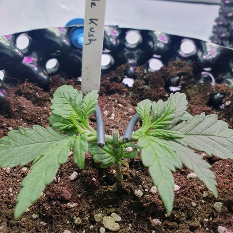 Purple Kush growlog photo: Schonmal mit leichtem Training begonnen !