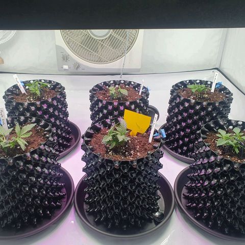 Purple Kush growlog photo: Training geht weiter 