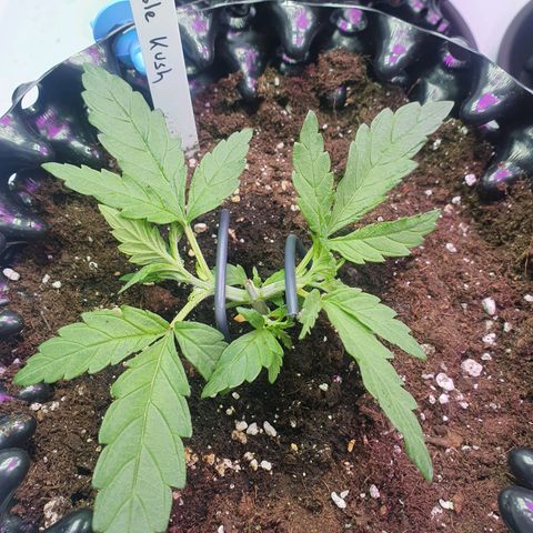Purple Kush growlog photo: Training geht weiter 