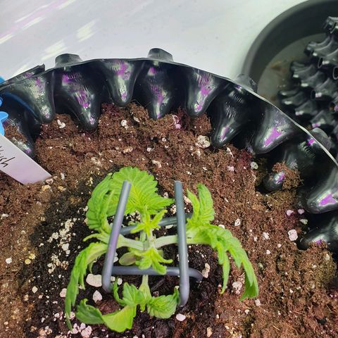 Purple Kush growlog photo: Training geht weiter 