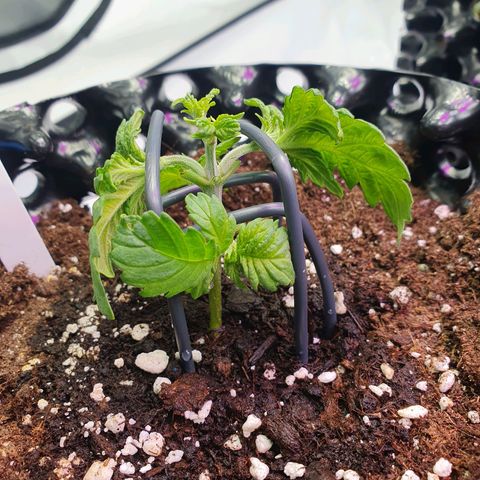 Purple Kush growlog photo: Training geht weiter 