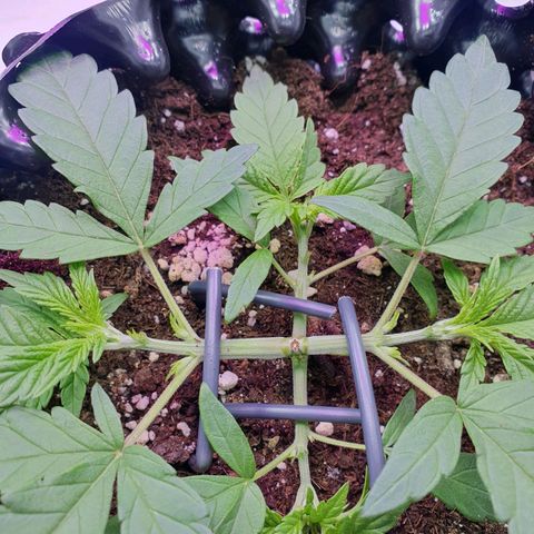 Purple Kush growlog photo: Läuft alle nach Plan😁