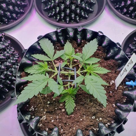 Purple Kush growlog photo: Läuft alle nach Plan😁