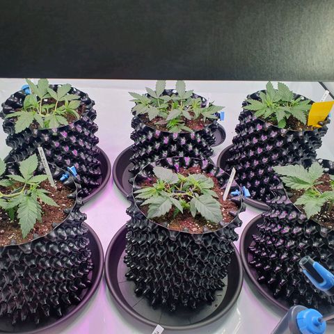 Purple Kush growlog photo: 1 Woche noch, dann ab in den Endopf !