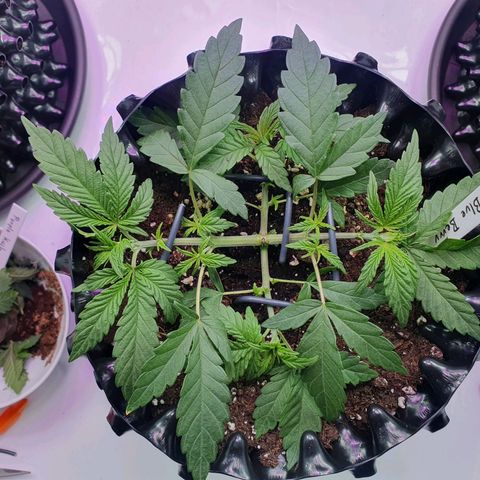 Purple Kush growlog photo: 1 Woche noch, dann ab in den Endopf !