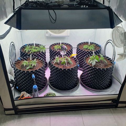 Purple Kush growlog photo: Umtopfen in den Endtopf war erfolgreich 