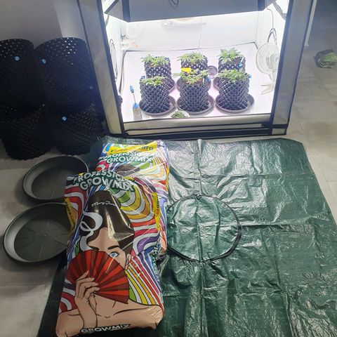 Purple Kush growlog photo: Umtopfen in den Endtopf war erfolgreich 