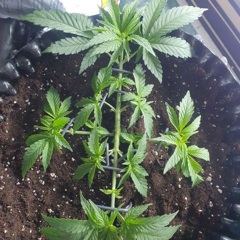Purple Kush growlog photo: Umtopfen in den Endtopf war erfolgreich 