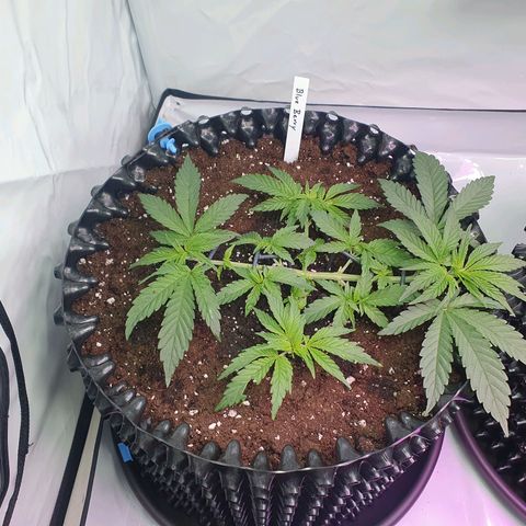 Purple Kush growlog photo: Umtopfen in den Endtopf war erfolgreich 