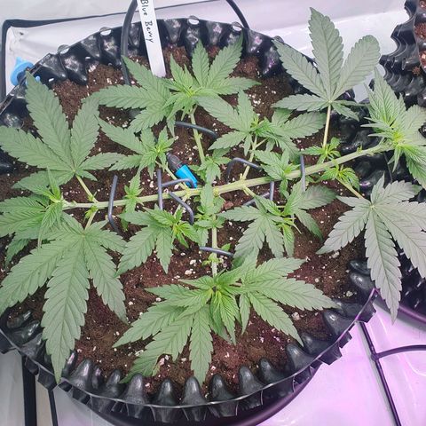 Purple Kush growlog photo: Umtopfen gut überstanden :-)