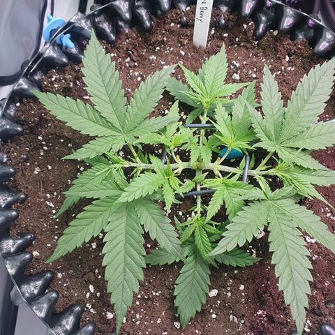 Purple Kush growlog photo: Umtopfen gut überstanden :-)