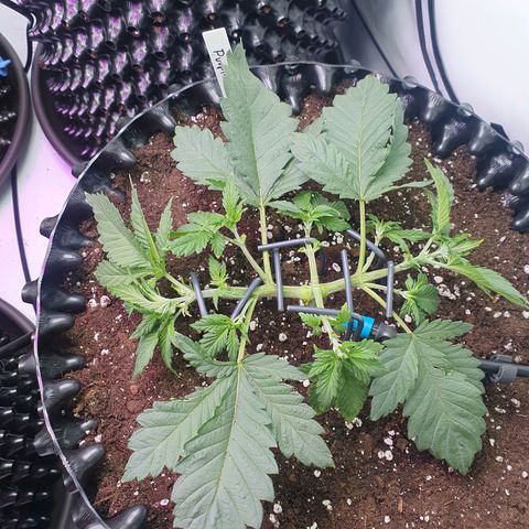 Purple Kush growlog photo: Umtopfen gut überstanden :-)