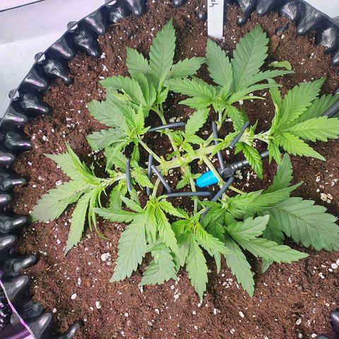 Purple Kush growlog photo: Umtopfen gut überstanden :-)