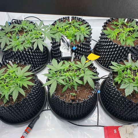 Purple Kush growlog photo: Die Enden wurden jetzt jeweils nochmal getoppt ;-)