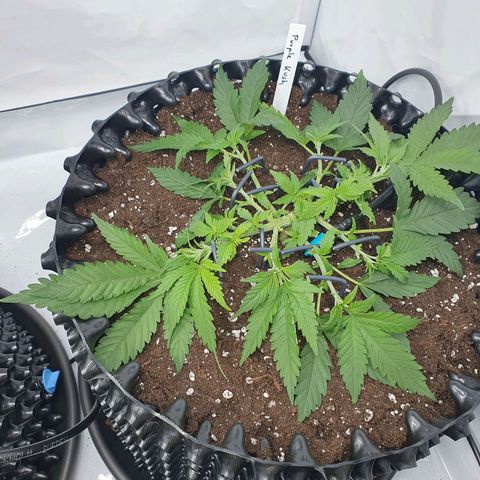 Purple Kush growlog photo: Die Enden wurden jetzt jeweils nochmal getoppt ;-)